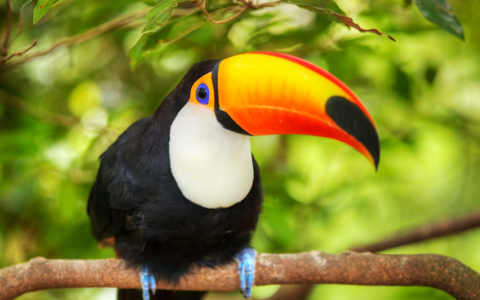 photo of a toucan in a tropical rain forest